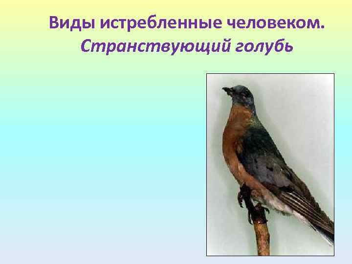 Виды истребленные человеком. Странствующий голубь 