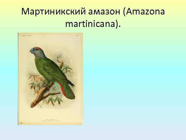 Мартиникский амазон (Amazona martinicana). 