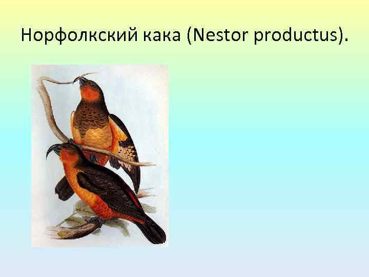 Норфолкский кака (Nestor productus). 