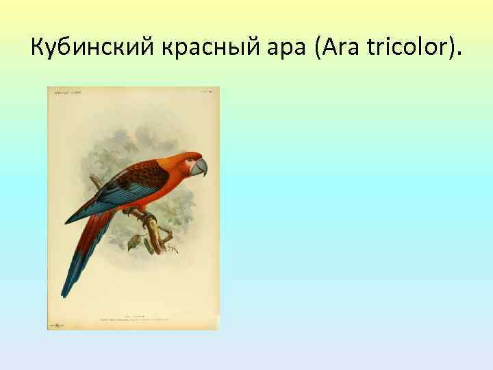 Кубинский красный ара (Ara tricolor). 
