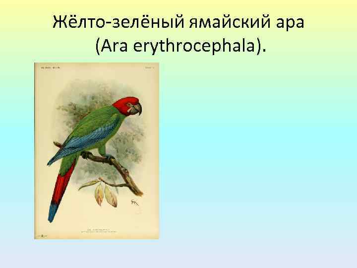 Жёлто-зелёный ямайский ара (Ara erythrocephala). 