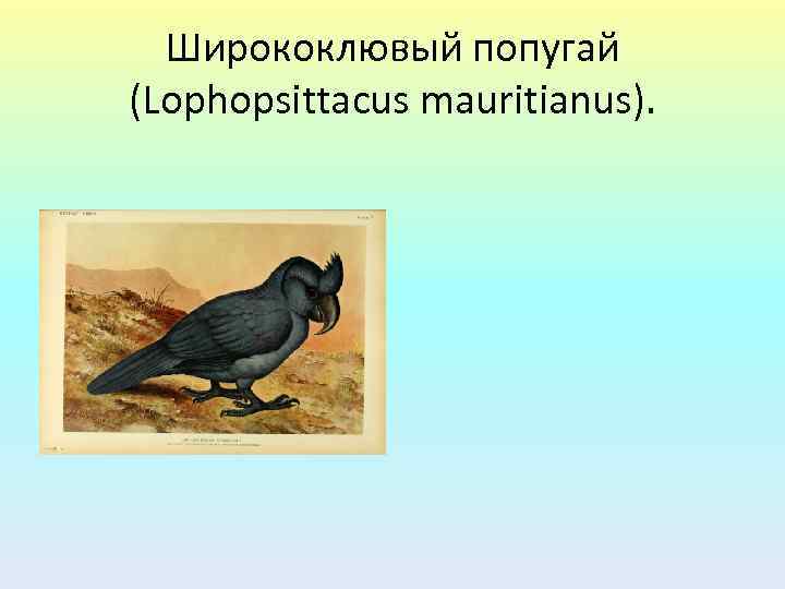 Ширококлювый попугай (Lophopsittacus mauritianus). 