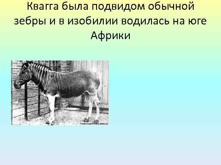Квагга была подвидом обычной зебры и в изобилии водилась на юге Африки 