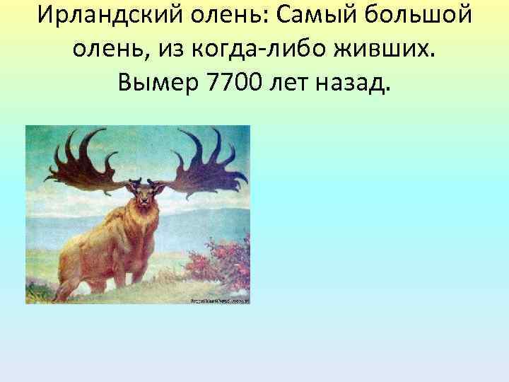 Ирландский олень: Самый большой олень, из когда-либо живших. Вымер 7700 лет назад. 