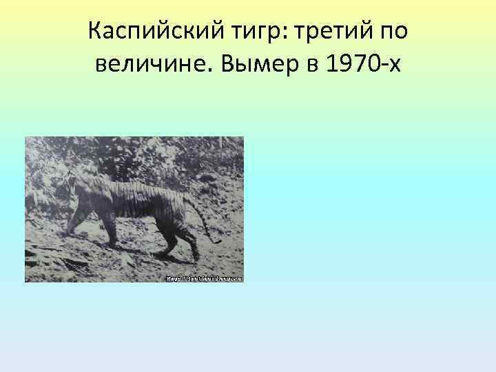 Каспийский тигр: третий по величине. Вымер в 1970 -х 