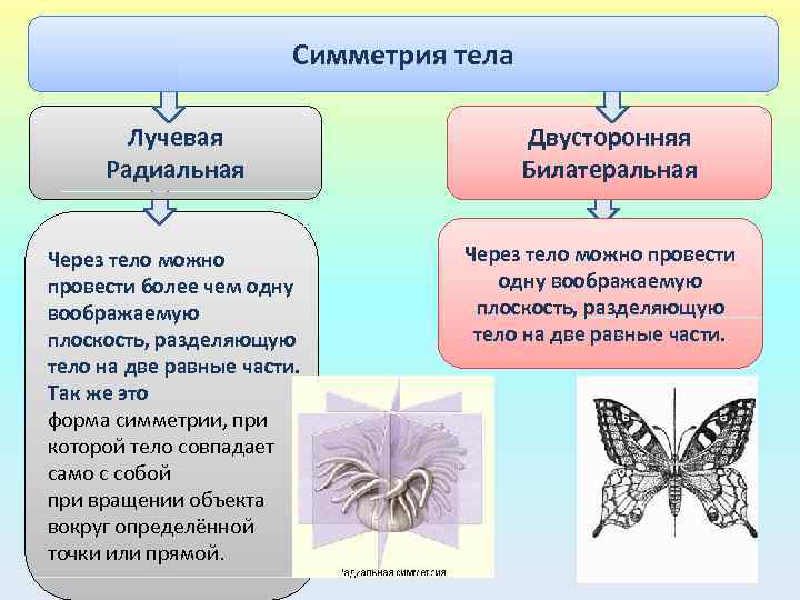 Типы симметрии тела. Типы симметрии животных биология. Типы симметрии. Типы симметрии в биологии. Типы симметрии тела животных.