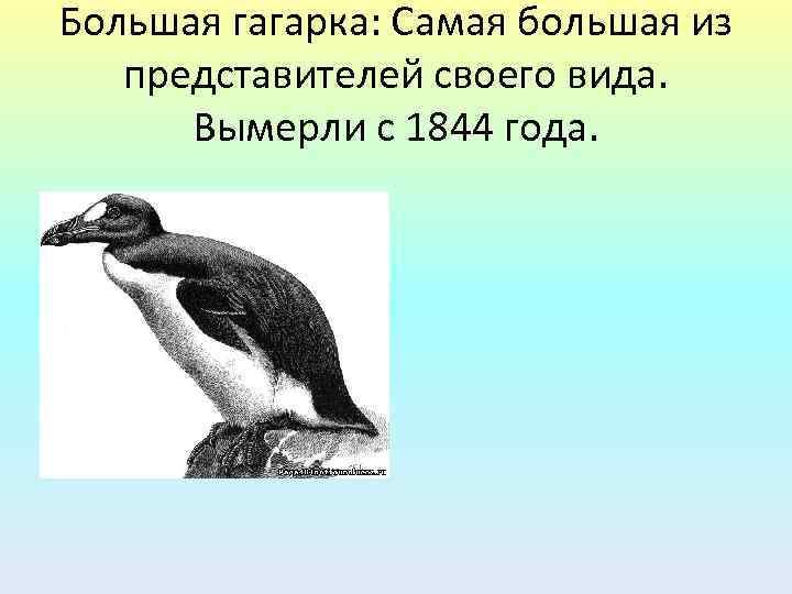 Большая гагарка: Самая большая из представителей своего вида. Вымерли с 1844 года. 