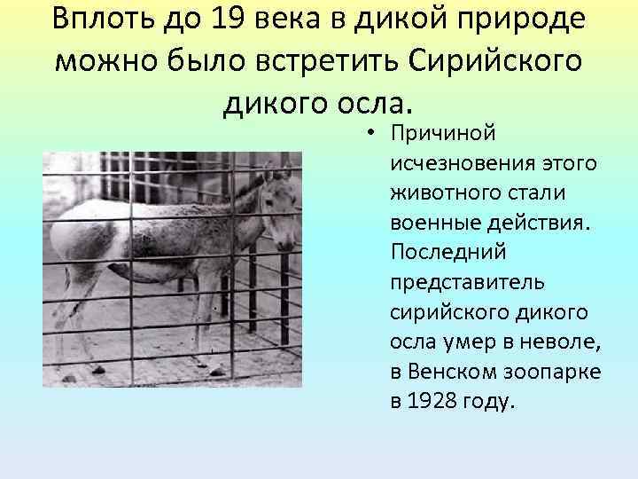 Вплоть до 19 века в дикой природе можно было встретить Сирийского дикого осла. •