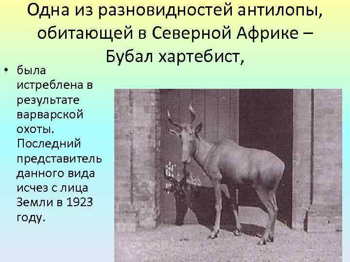 Одна из разновидностей антилопы, обитающей в Северной Африке – Бубал хартебист, • была истреблена