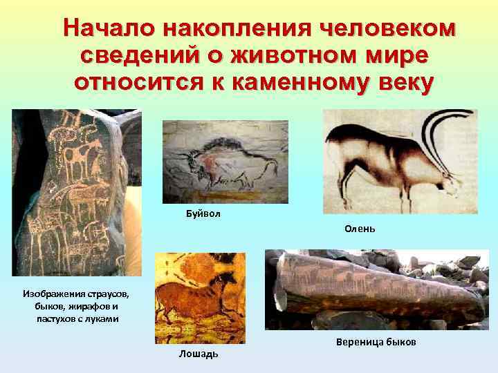Начало накопления человеком сведений о животном мире относится к каменному веку Буйвол Олень Изображения