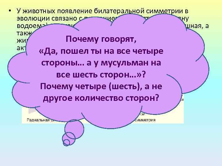  • У животных появление билатеральной симметрии в эволюции связано с ползанием по субстрату
