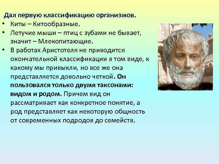 Дал первую классификацию организмов. • Киты – Китообразные. • Летучие мыши – птиц с