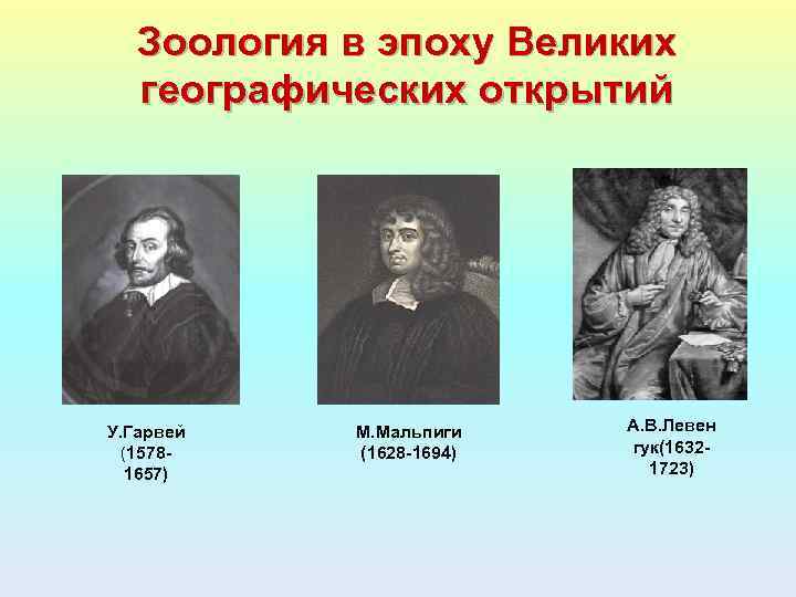 Зоология в эпоху Великих географических открытий У. Гарвей (15781657) М. Мальпиги (1628 -1694) А.
