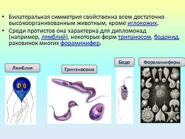  • Билатеральная симметрия свойственна всем достаточно высокоорганизованным животным, кроме иглокожих. • Среди протистов