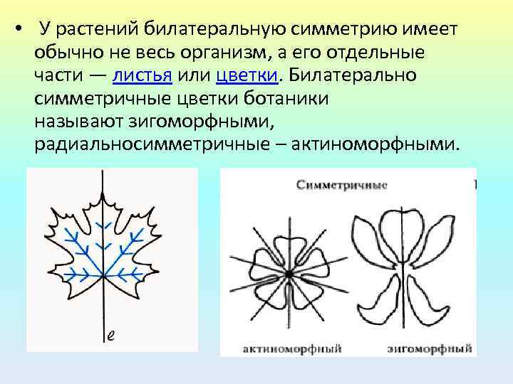 Тело имеет симметрию