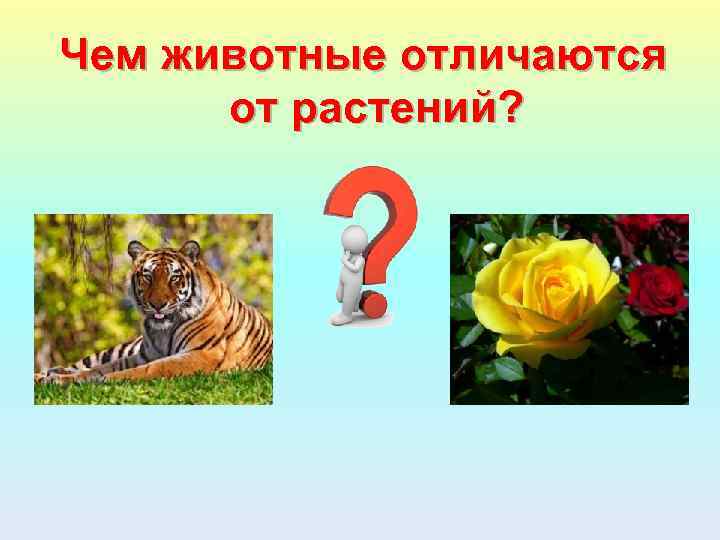 Чем животные отличаются от растений? 