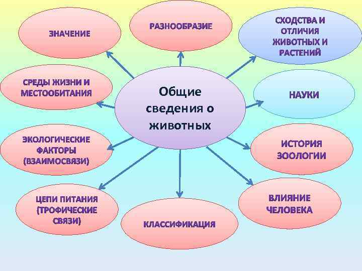 Общие сведения о животных 