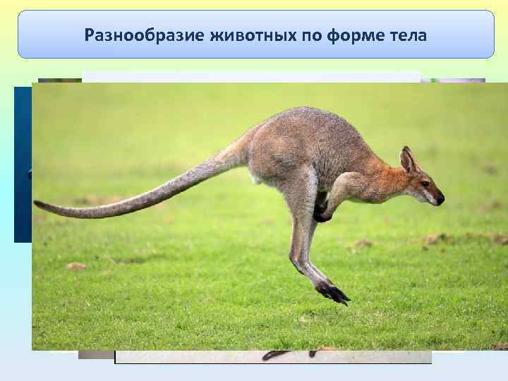 Разнообразие животных по форме тела 