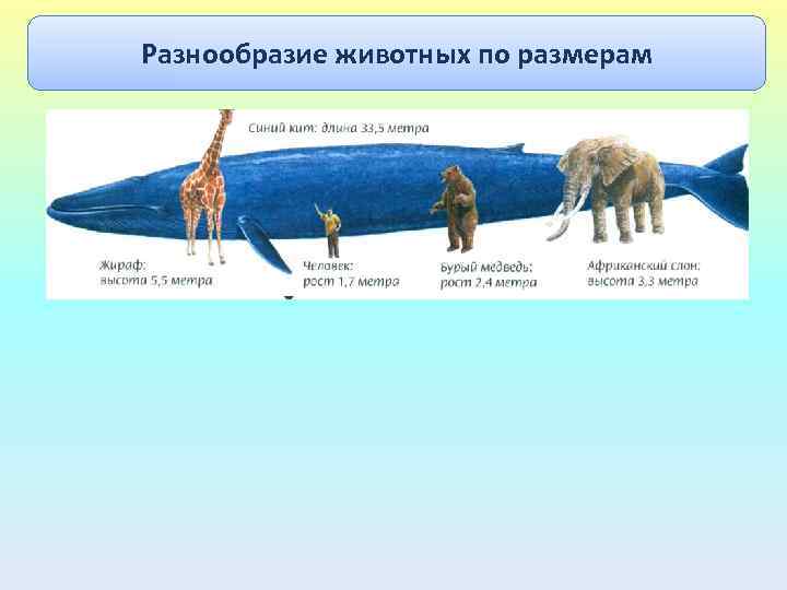 Разнообразие животных по размерам 