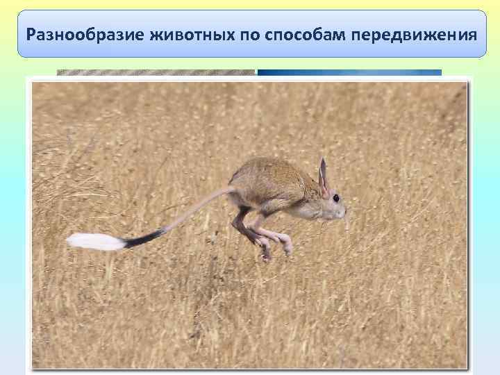 Разнообразие животных по способам передвижения 