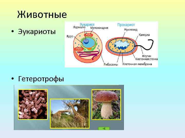 Дайте определение эукариоты