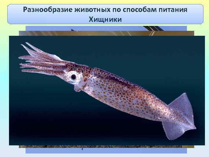 Разнообразие животных по способам питания Хищники 