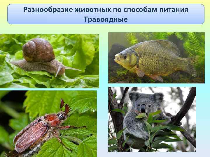 Разнообразие животных по способам питания Травоядные 