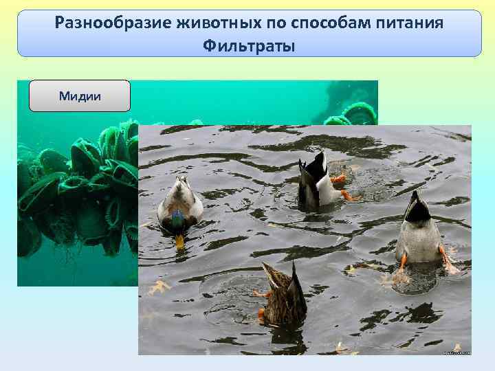 Разнообразие животных по способам питания Фильтраты Мидии 