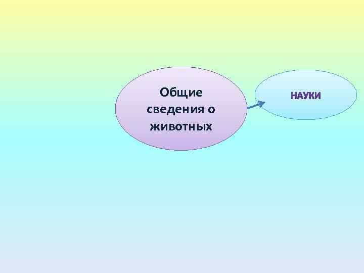 Общие сведения о животных 