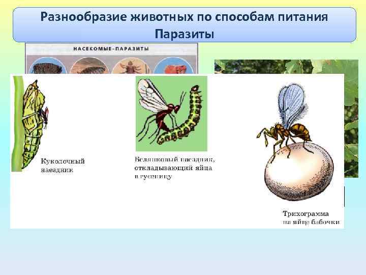 Разнообразие животных по способам питания Паразиты Дубовая орехотворка 