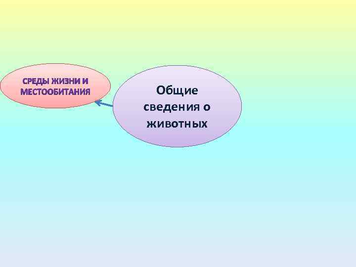 Общие сведения о животных 