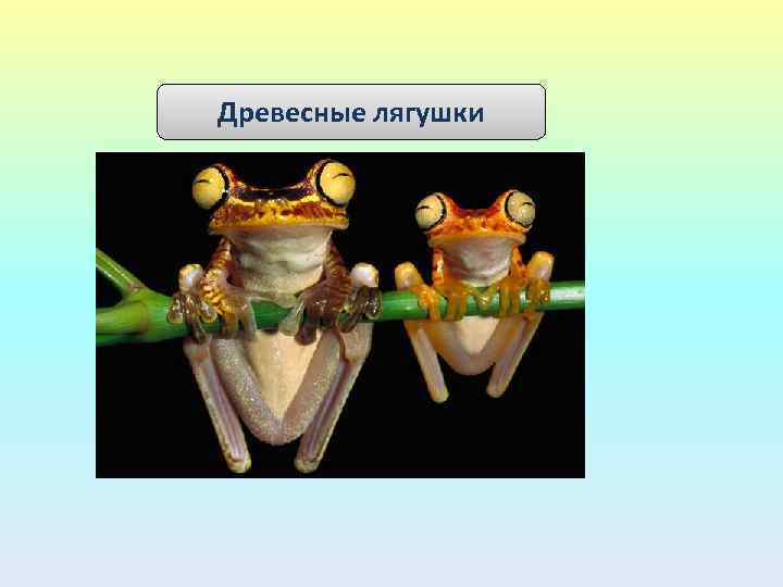 Древесные лягушки 