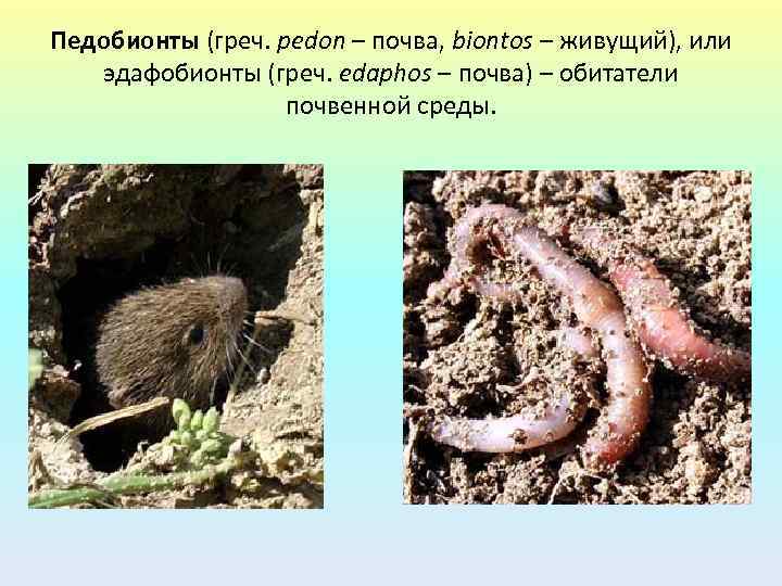 Педобионты (греч. pedon – почва, biontos – живущий), или эдафобионты (греч. edaphos – почва)