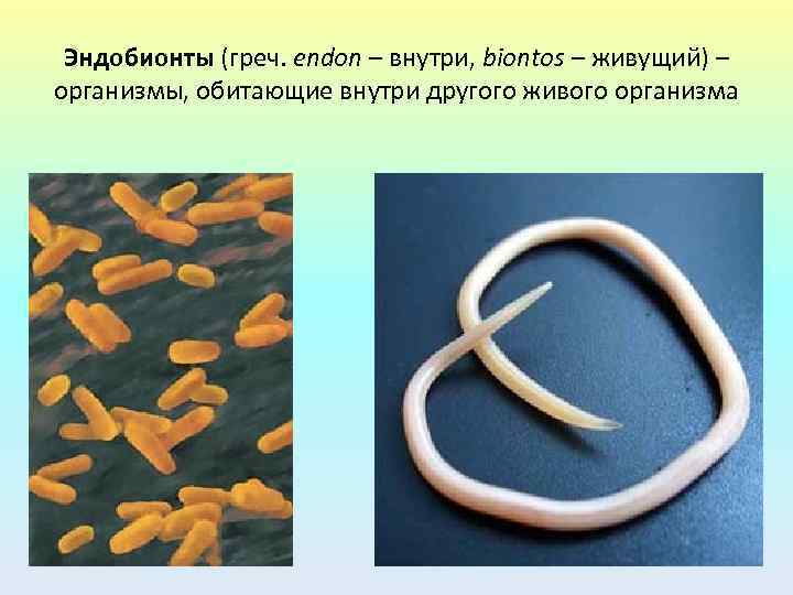 Эндобионты (греч. endon – внутри, biontos – живущий) – организмы, обитающие внутри другого живого