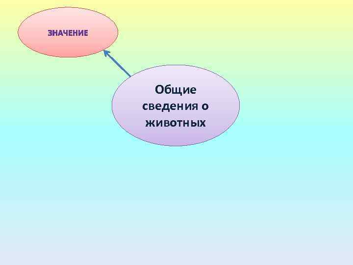 Общие сведения о животных 