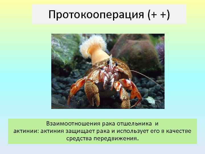 Протокооперация (+ +) Взаимоотношения рака отшельника и актинии: актиния защищает рака и использует его