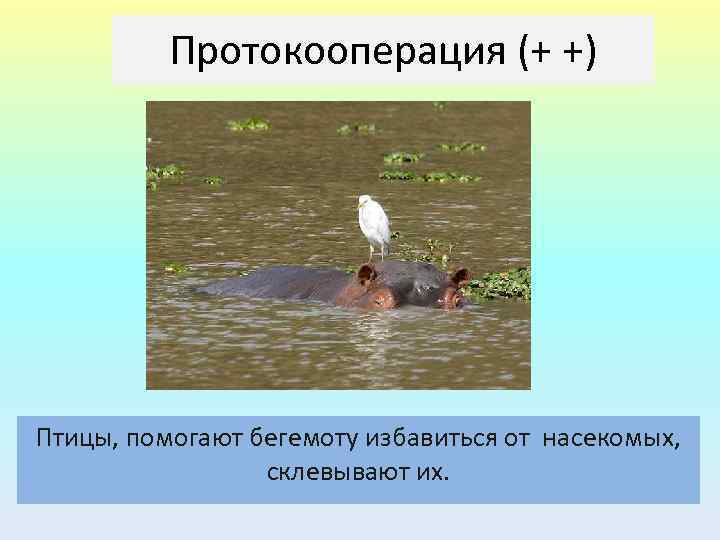 Протокооперация (+ +) Птицы, помогают бегемоту избавиться от насекомых, склевывают их. 