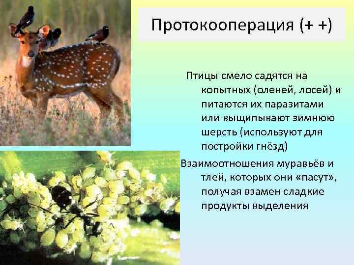 Протокооперация (+ +) Птицы смело садятся на копытных (оленей, лосей) и питаются их паразитами