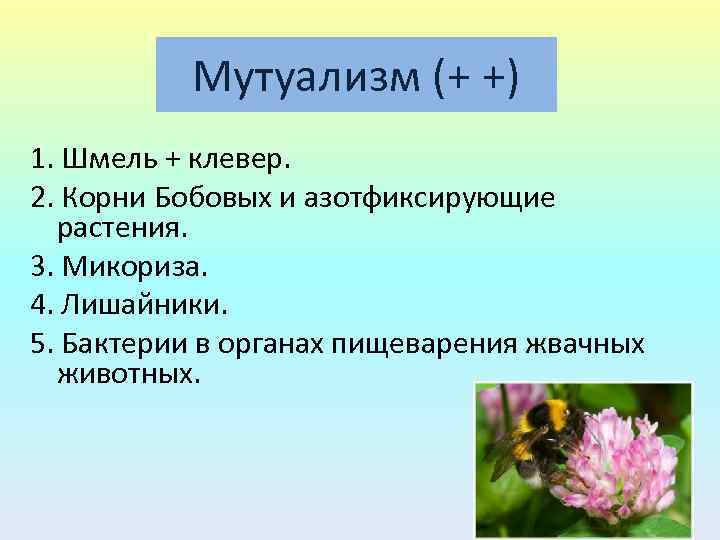 Клевер шиповник. Шмель и Клевер мутуализм. Шмель и Клевер симбиоз. Пчелы и Клевер Тип взаимоотношений. Шмель и Клевер Тип взаимоотношения.