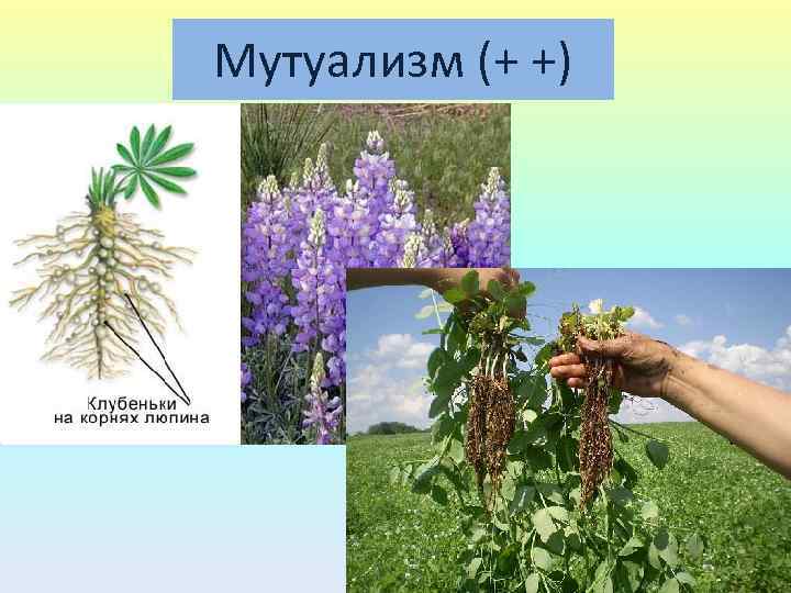 Мутуализм (+ +) 