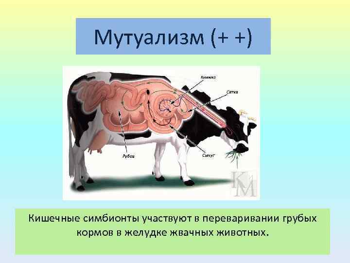 Мутуализм (+ +) Кишечные симбионты участвуют в переваривании грубых кормов в желудке жвачных животных.