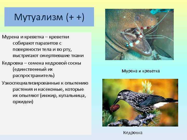 Мутуализм (+ +) Мурена и креветка – креветки собирают паразитов с поверхности тела и