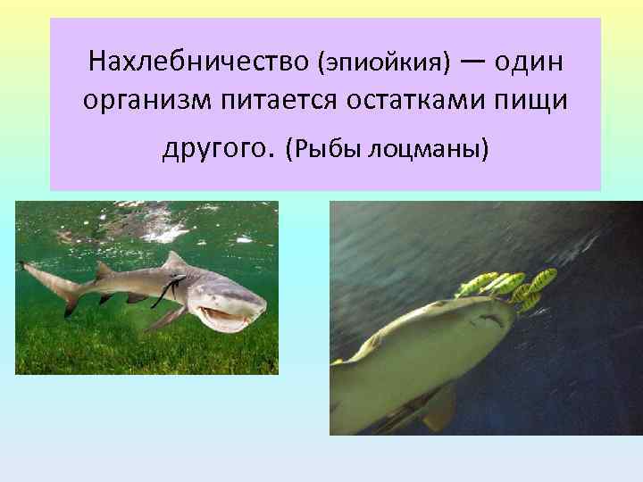 Нахлебничество (эпиойкия) — один организм питается остатками пищи другого. (Рыбы лоцманы) 