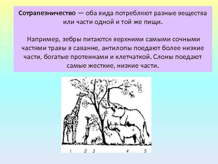 Сотрапезничество — оба вида потребляют разные вещества или части одной и той же пищи.