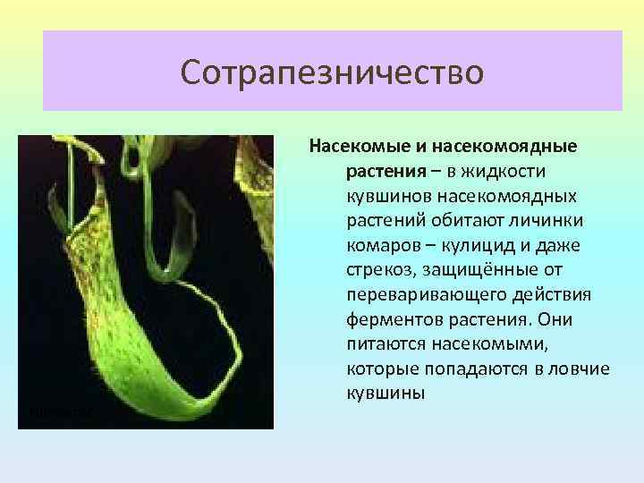 Сотрапезничество Непентес Насекомые и насекомоядные растения – в жидкости кувшинов насекомоядных растений обитают личинки
