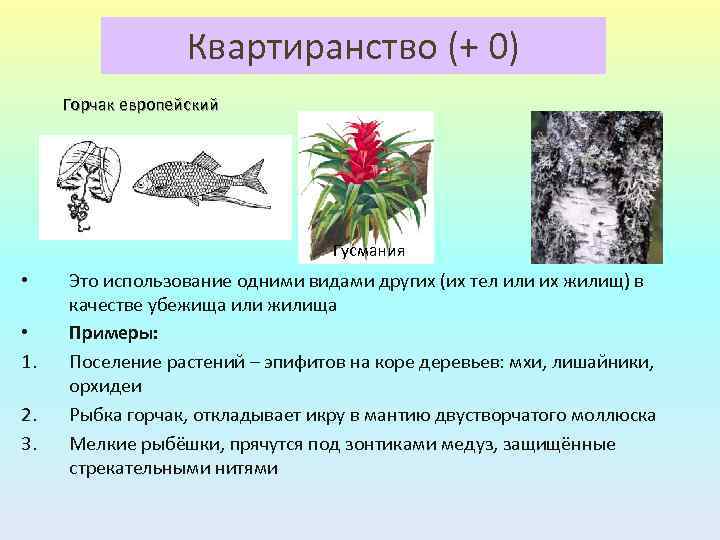 Комменсализм квартиранство. Квартирантство примеры. Квартиранство у растений. Примеры квартиранства у животных. Квартирантство биология.