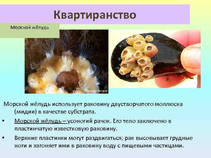 Квартиранство Морской жёлудь использует раковину двустворчатого моллюска (мидии) в качестве субстрата. • Морской жёлудь