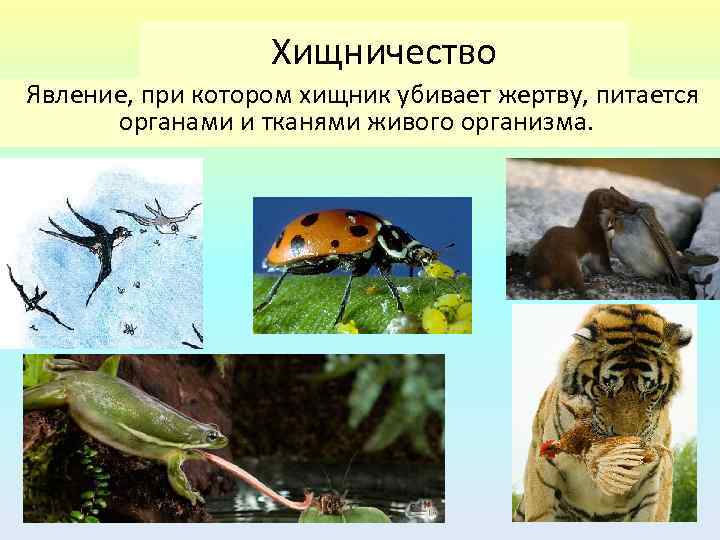 Хищничество Явление, при котором хищник убивает жертву, питается органами и тканями живого организма. 