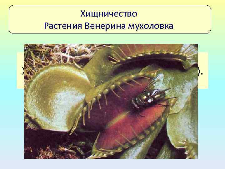 Хищничество Растения Венерина мухоловка Хищничество у растений (мухоловка). 
