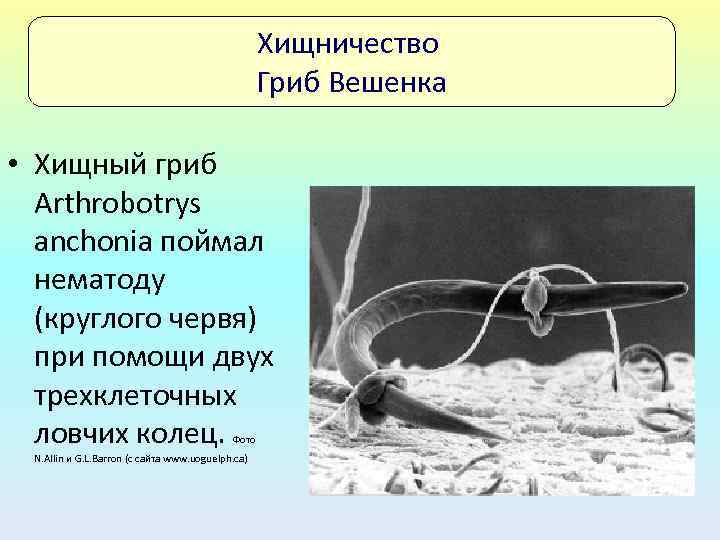Хищничество Гриб Вешенка • Хищный гриб Arthrobotrys anchonia поймал нематоду (круглого червя) при помощи